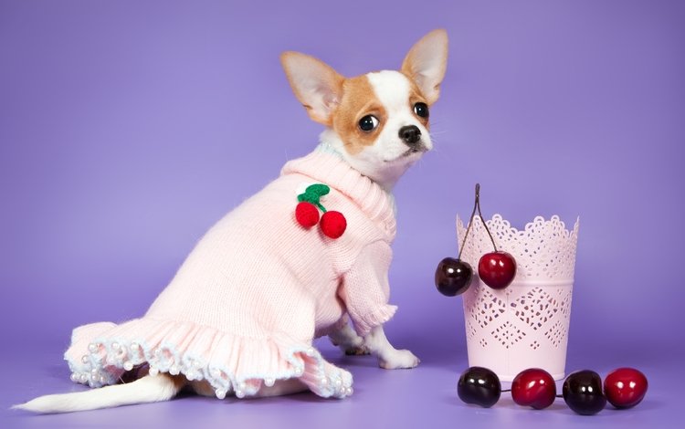 платье, мордочка, взгляд, собака, ягоды, вишня, чихуахуа, dress, muzzle, look, dog, berries, cherry, chihuahua