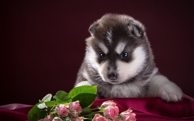 розы, собака, щенок, ткань, хаски, чёрно-белый, пятнистый, roses, dog, puppy, fabric, husky, black and white, spotted