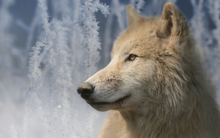 морда, портрет, ветки, иней, взгляд, волк, мелвильский островной волк, арктический волк, face, portrait, branches, frost, look, wolf, arctic island wolf, arctic wolf
