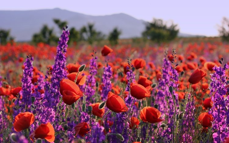 цветы, лаванда, лето, маки, луг, flowers, lavender, summer, maki, meadow