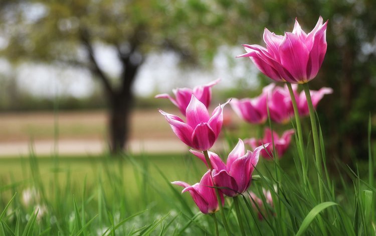 природа, тюльпаны, боке, nature, tulips, bokeh