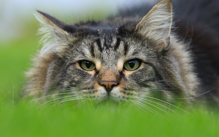 морда, кот, взгляд, норвежская лесная кошка, face, cat, look, norwegian forest cat