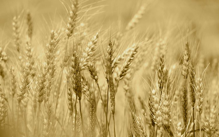 поле, лето, колосья, урожай, рожь, field, summer, ears, harvest, rye