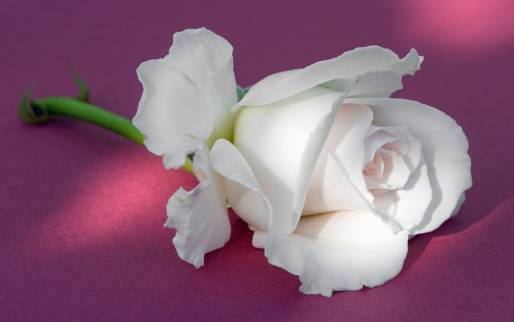 фон, роза, бутон, белая, background, rose, bud, white