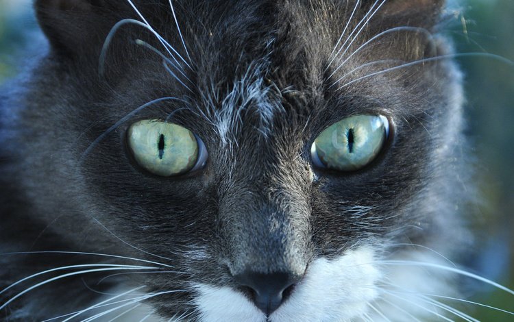 глаза, фон, кот, мордочка, усы, кошка, взгляд, животное, eyes, background, cat, muzzle, mustache, look, animal