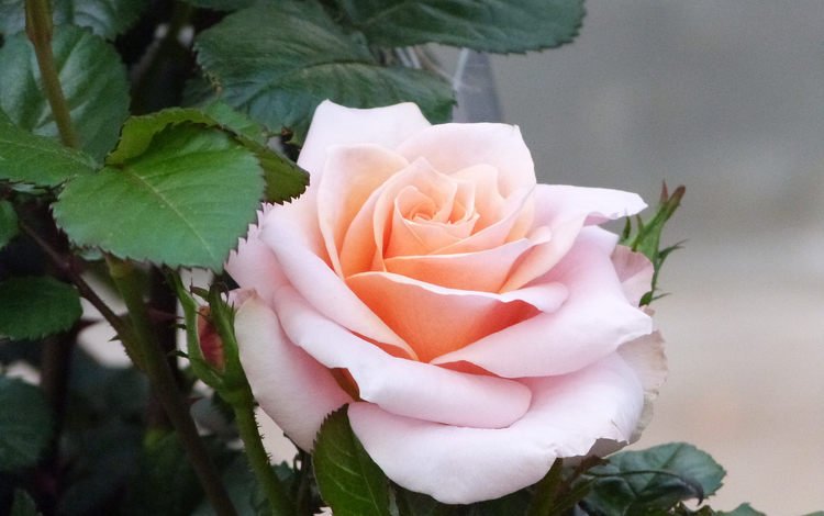 роза, бутон, куст, розовая, rose, bud, bush, pink