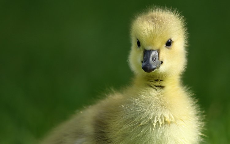 птенец, птица, малыш, утенок, гусенок, chick, bird, baby, duck, gosling