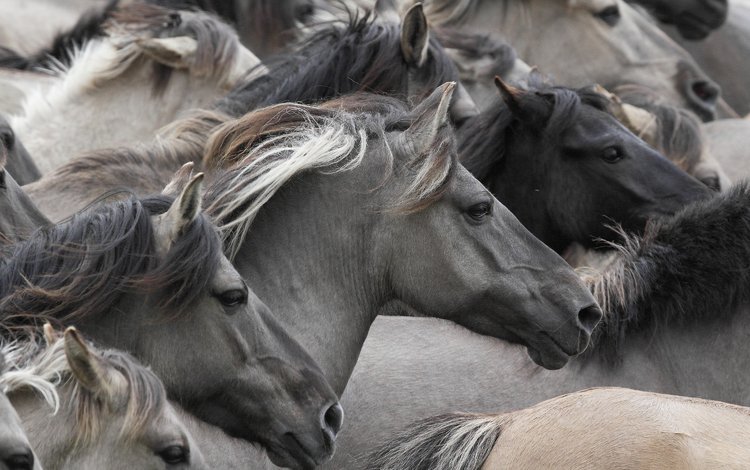 лошади, кони, табун, морды, дикие лошади, horse, horses, the herd, muzzle, wild horses