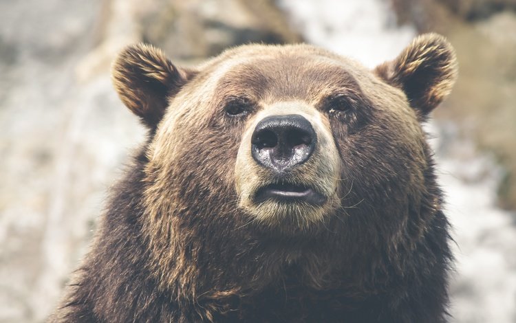 морда, взгляд, медведь, ушки, нос, бурый, face, look, bear, ears, nose, brown