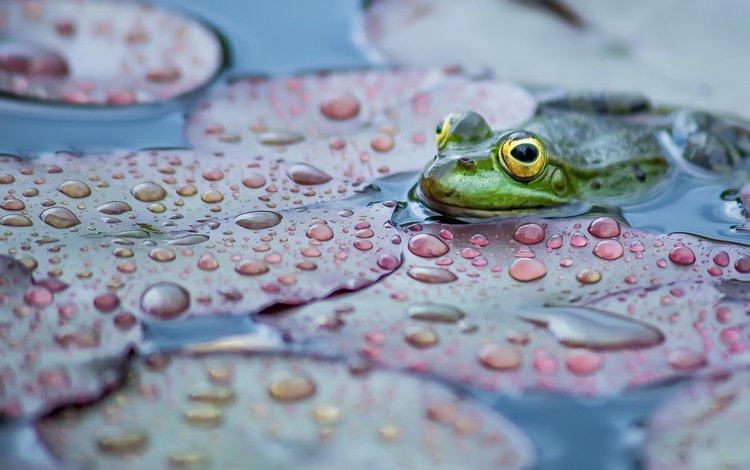 природа, фон, лягушка, nature, background, frog