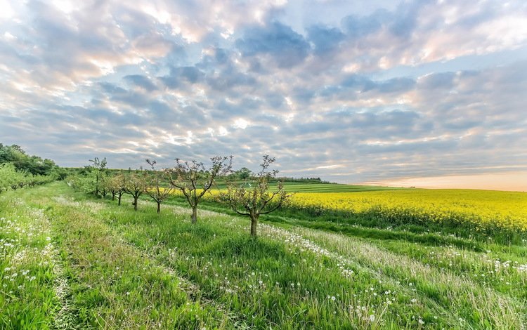 небо, поле, рапс, the sky, field, rape