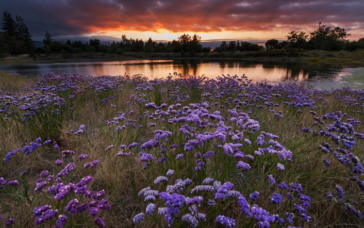 цветы, вечер, закат, пейзаж, поле, водоем, луг, flowers, the evening, sunset, landscape, field, pond, meadow
