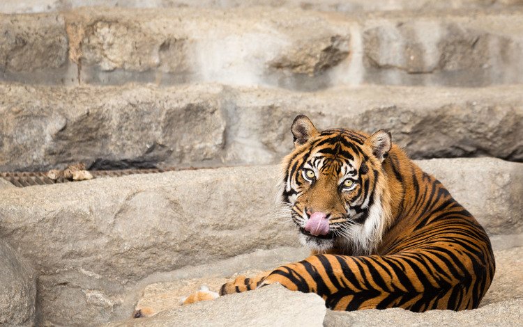 тигр, кошка, взгляд, язык, суматранский, tiger, cat, look, language, sumatran