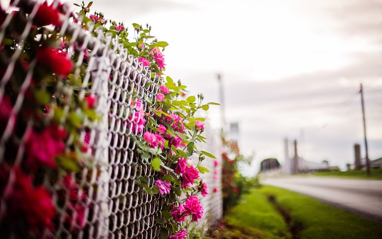 цветы, фон, забор, flowers, background, the fence