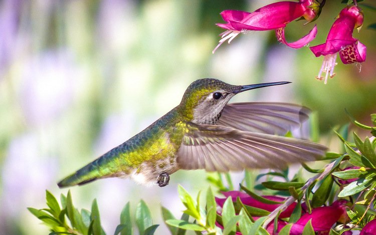 цветы, птица, колибри, flowers, bird, hummingbird
