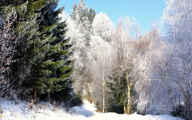 снег, лес, зима, березы, елки, snow, forest, winter, birch, tree
