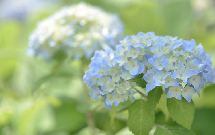 цветы, макро, голубые, гортензия, flowers, macro, blue, hydrangea