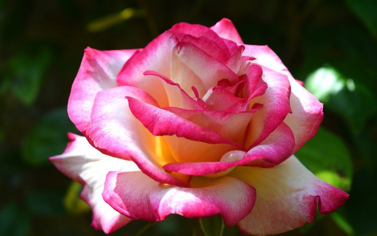 роза, бутон, розовый, rose, bud, pink