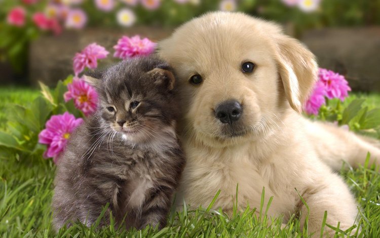 цветы, золотистый ретривер, трава, животные, кошка, котенок, собака, щенок, кошки, flowers, golden retriever, grass, animals, cat, kitty, dog, puppy, cats