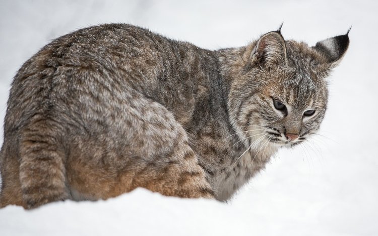 снег, рысь, хищник, snow, lynx, predator
