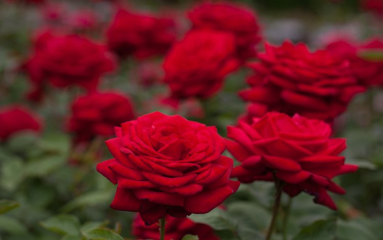розы, боке, красные розы, roses, bokeh, red roses