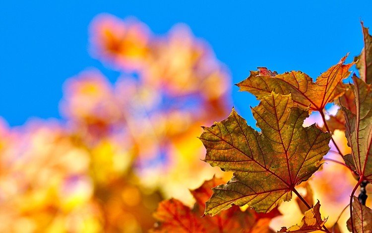 небо, листья, краски, осень, лист, клен, the sky, leaves, paint, autumn, sheet, maple