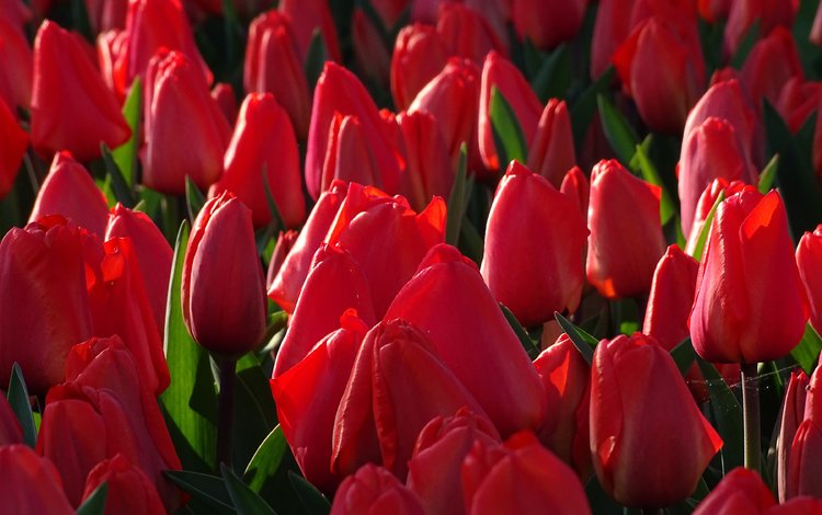 бутоны, тюльпаны, много, красные тюльпаны, buds, tulips, a lot, red tulips