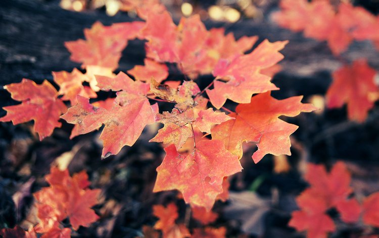 листья, осень, клен, кленовый лист, осенние листья, leaves, autumn, maple, maple leaf, autumn leaves