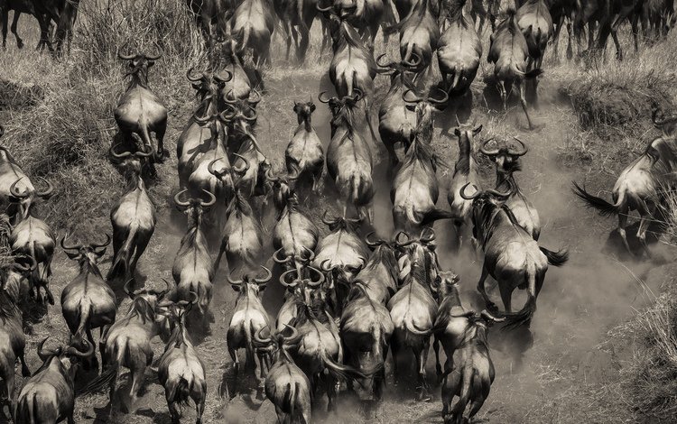 чёрно-белое, африка, стадо, кения, буйволы, black and white, africa, the herd, kenya, buffalo
