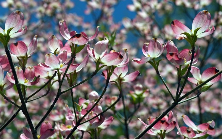 природа, цветение, ветки, весна, магнолия, nature, flowering, branches, spring, magnolia