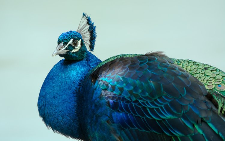 птица, павлин, оперение, bird, peacock, tail