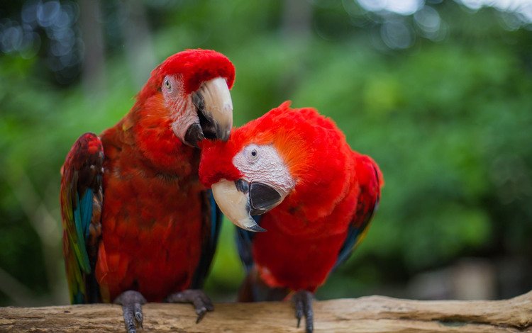 красные, птица, клюв, перья, попугай, ара, попугаи, red, bird, beak, feathers, parrot, ara, parrots