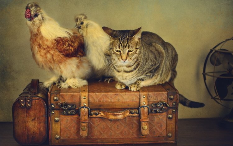 стиль, кот, ретро, кошка, чемоданы, вентилятор, куры, style, cat, retro, suitcases, fan, chickens