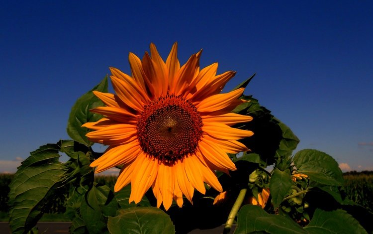небо, цветок, подсолнух, подсолнечник, the sky, flower, sunflower