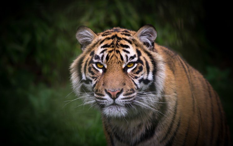 тигр, взгляд, окрас, tiger, look, color