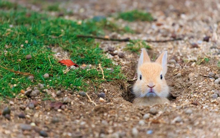 трава, кролик, заяц, нора, grass, rabbit, hare, nora