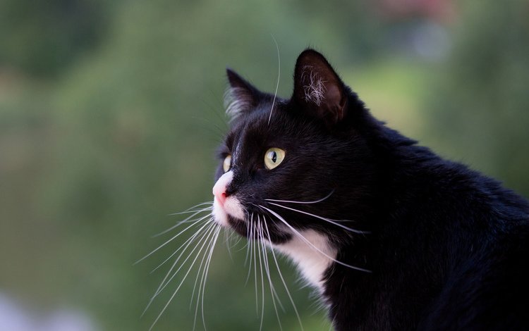 кот, усы, профиль, кошачий взгляд, cat, mustache, profile, feline sight