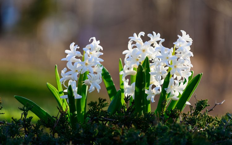 белые, боке, гиацинты, фото цветов, white, bokeh, hyacinths, photo colors