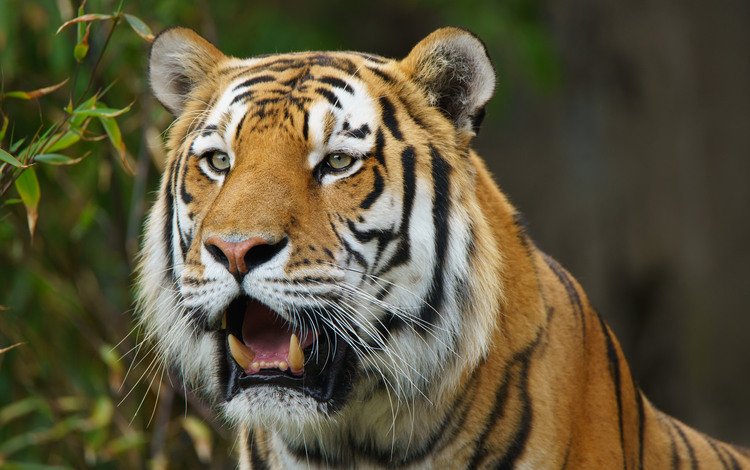 тигр, взгляд, хищник, дикая кошка, амурский тигр, tiger, look, predator, wild cat, the amur tiger
