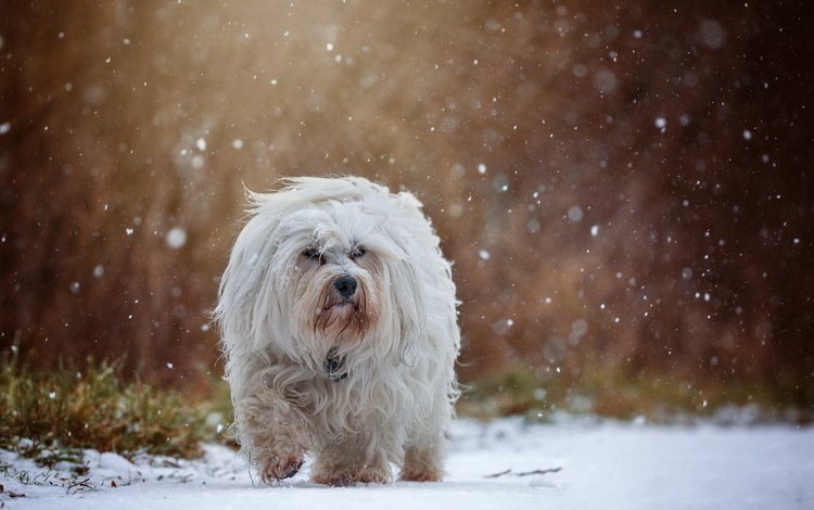 снег, собака, гаванский бишон, бишон, snow, dog, the havanese, bichon