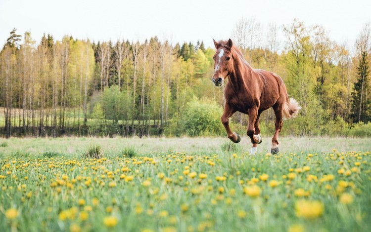 цветы, лошадь, деревья, поле, лето, конь, flowers, horse, trees, field, summer
