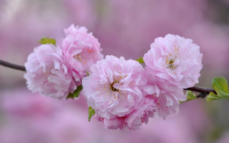 ветка, макро, розовый, сакура, branch, macro, pink, sakura