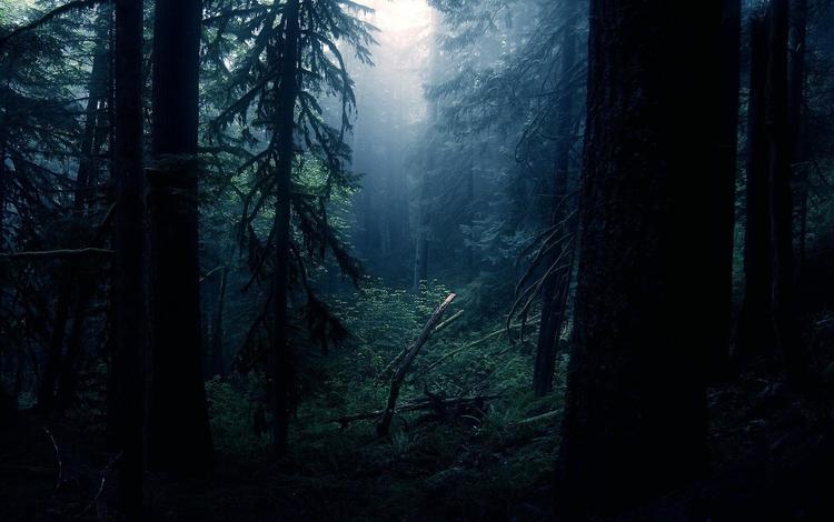 ночь, деревья, лес, night, trees, forest