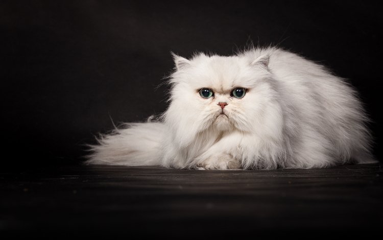 кошка, темный фон, белая, персидская, cat, the dark background, white, persian