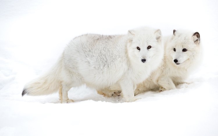 снег, пара, песец, арктическая лисица, snow, pair, fox, arctic fox