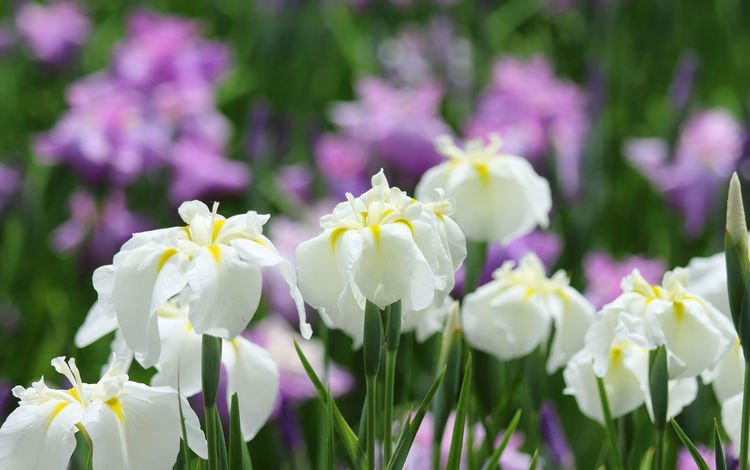 цветы, макро, белый, ирис, flowers, macro, white, iris