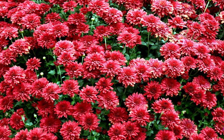 цветы, красные, куст, хризантемы, flowers, red, bush, chrysanthemum
