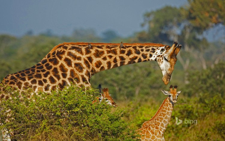 африка, семья, жираф, africa, family, giraffe