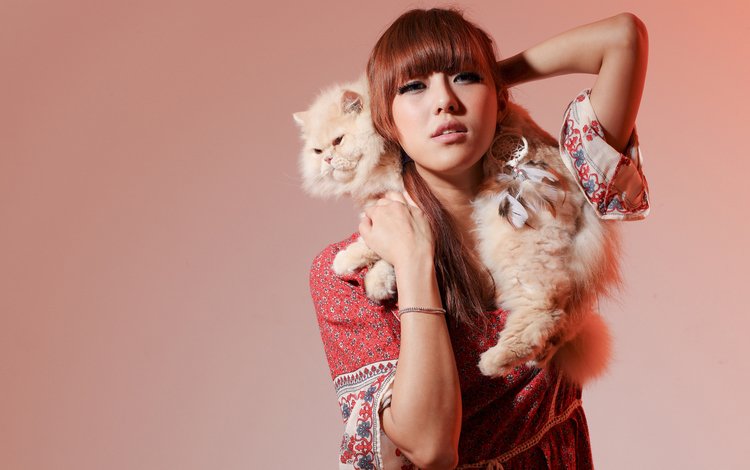 фон, кот, кошка, модель, азиатка, персидская кошка, background, cat, model, asian, persian cat