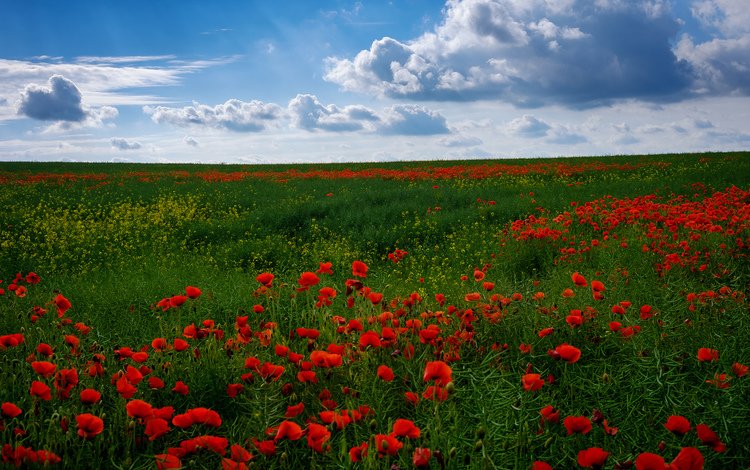 небо, цветы, поле, горизонт, маки, маковое поле, the sky, flowers, field, horizon, maki, poppy field